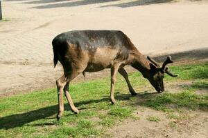 A view of a Fallow Deer in the Cheshire Countryside photo