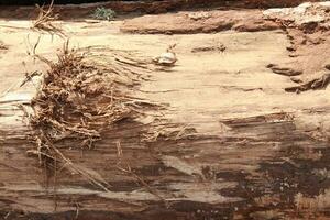 Tree texture background photo