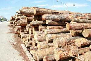 a pile of logs photo