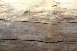 árbol madera textura antecedentes foto