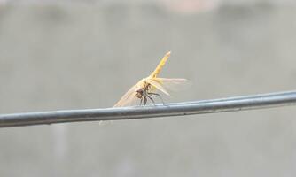 Dragonfly on a electric cable photo