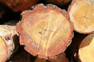 a close up of a pile of logs photo