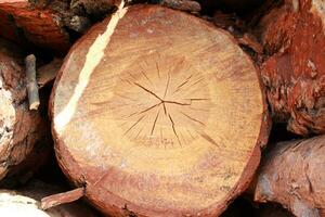 a close up of a log with a tree cut into it photo