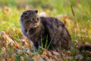 salvaje Doméstico sucio lanudo atigrado gato en otoño hojas cubierto suelo foto