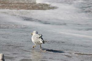 esta grande Gaviota es en pie a el playa alrededor el agua en buscar de alimento. el gris, blanco, y negro plumas de esta aves playeras estar fuera desde el marrón arena y Oceano agua. foto