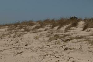 This beautiful tall grass stands here blowing in the breeze. This is part of the dune of Sunset Beach in Cape May New Jersey. The green vegetation to help from erosion. The brown sand all around. photo