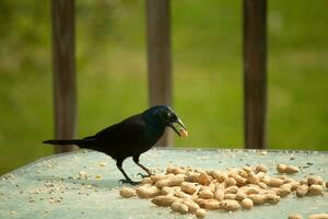 This beautiful grackle came out for a peanut. The black bird has a nut in his mouth. The yellow eye seems to glow and looks menacing. The feathers have a blue shine to them when hit by the sun. photo