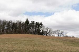 Beautiful field in the middle of a nature preserve. The tall brown grass all over showing the Fall season. You can see tall trees in the background. Grey sky with clouds all over in the distance. photo