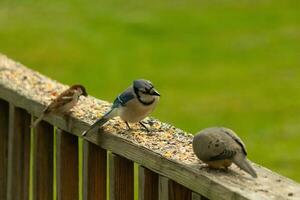 This cute little blue jay bird seemed quite inquisitive as it was perched on the wooden railing. His head tilted to the side to focus. He was in between a mourning dove and a sparrow. photo