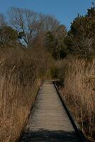 love the look of this wooden path going through the overgrown brush in this nature preserve. The beautiful brown foliage all around almost gives a Fall look. The wooden planks look well maintained. photo