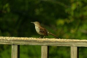 This is an image of a thrush bird coming to visit my deck. These little avians are normally found in the woods, but came out for some birdseed. His little brown body would be camouflaged in the wild. photo