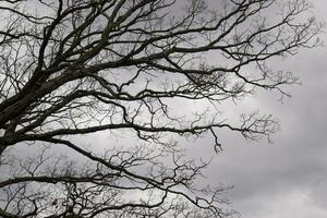 Bare branches of a tree reaching out. The long limbs are without leaves due to the Fall season. Looking like tentacles or a skeletal structure. The grey sky can be seen in the back with white clouds. photo