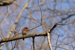 Cute little bluebird sat perched on this tree branch to look around for food. His rusty orange belly with a white patch stands out from the blue on his head. These little avian feels safe up here. photo