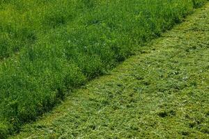 diagonal border of mowed and non-mowed grass at summer day photo