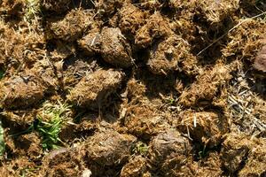 natural horse manure under direct sunlight, high angle view photo