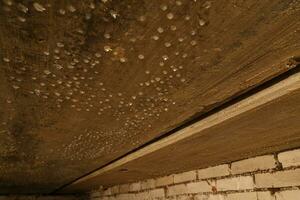 condensed water drops on the basement ceiling - close-up with selective focus photo