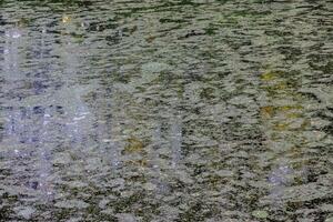 The surface of small pond is covered with duckweed and algae spots. photo