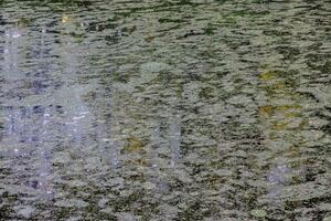 The surface of small pond is covered with duckweed and algae spots. photo