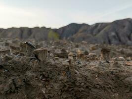 eroded soil quarry ravine with columns of sand formed under stones at summer evening photo