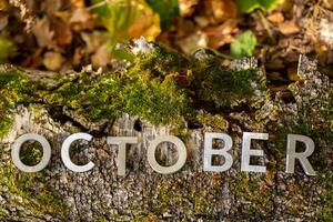 palabra octubre puesto con plata metal letras en caído árbol en otoño bosque piso foto