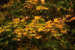 yellow and green maple leaves on tree branch, closeup photo