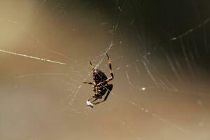 Orb Weaver Spider Wrapping Freshly Caught Fly photo