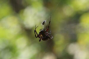 Orb Weaver Spider In Web on Green Background photo