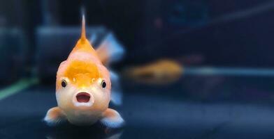 Freshwater aquarium fish, goldfish from Asia in aquarium, carassius auratus photo