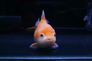 Freshwater aquarium fish, goldfish from Asia in aquarium, carassius auratus photo