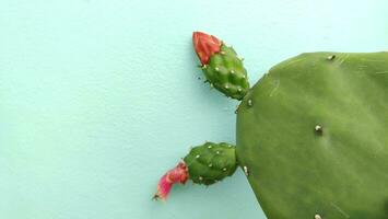 Opuntia cochenillifera , lanoso articulación espinoso Pera foto