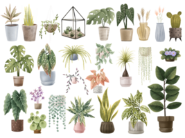 Large set with pots, houseplants, plants, dead wood, home flowers. Exotic and tropical, succulents, hand painted plants. Isolated clipart illustration png