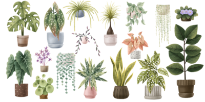 Houseplants isolated elements. Hand painted clipart with tropical potted flowers and plants. Trendy home decor. Watercolor house greenery. Set of floral elements isolated on whit png