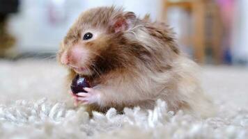 Funny fluffy Syrian hamster eats a a grape berry, stuffs his cheeks. Food for a pet rodent, vitamins. Close-up video