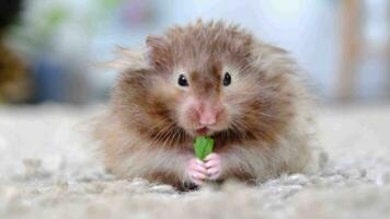 Funny fluffy Syrian hamster eats a green branch of clover, stuffs his cheeks. Food for a pet rodent, vitamins. Close-up video