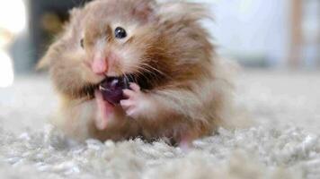 gracioso mullido sirio hámster lavados rostro, lame, muestra el lengua, gritando, sorprendido con su boca abierto. comida para un mascota roedor, vitaminas de cerca, humor video