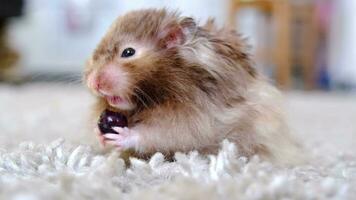 Funny fluffy Syrian hamster eats a a grape berry, stuffs his cheeks. Food for a pet rodent, vitamins. Close-up video