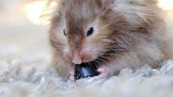 Funny fluffy Syrian hamster eats a a grape berry, stuffs his cheeks. Food for a pet rodent, vitamins. Close-up video