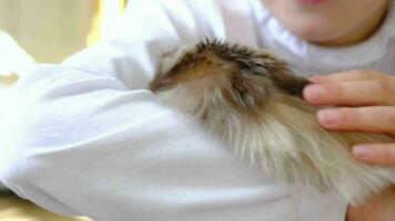 Funny fluffy curious Syrian hamster sitting in the arms of a child. Domestic tamed pet, manual,. Close-up, copy space video