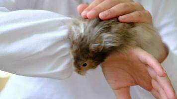 Funny fluffy curious Syrian hamster sitting in the arms of a child. Domestic tamed pet, manual,. Close-up, copy space video