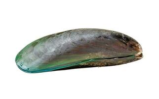 Raw food of single fresh green mussel isolated on white background with clipping path photo