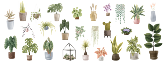 colección con hogar plantas, plantas de interior, tropical y exótico plantas en ollas. en conserva flores mano pintado aislado clipart ilustración png