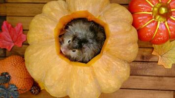 grappig ruig pluizig hamster zit binnen een pompoen in de uitknippen ronde gat en kauwt pompoen in een halloween decor tussen slingers, lantaarns, kaarsen. oogst festival video