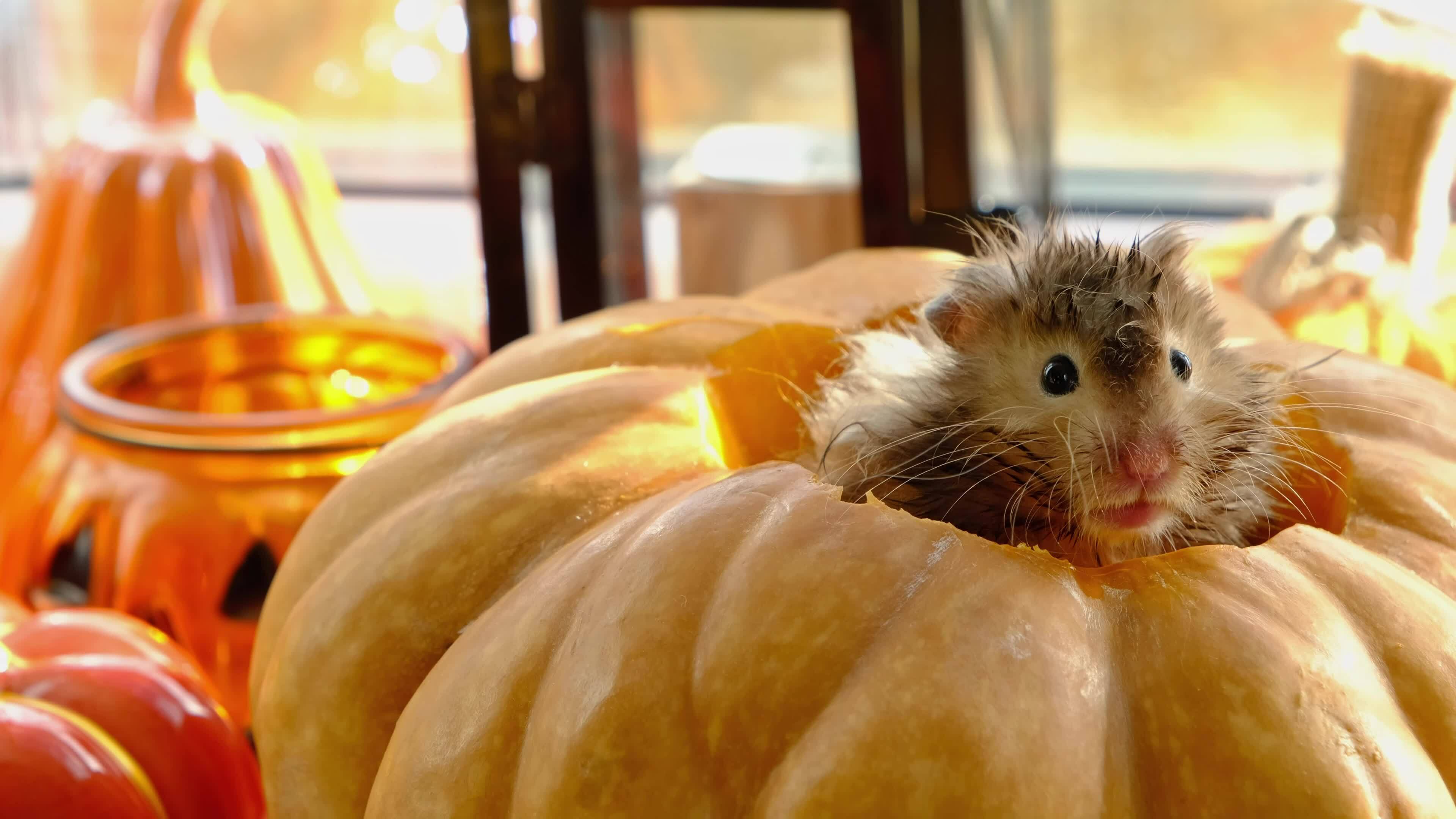 Funny shaggy fluffy hamster sits inside a pumpkin in the cutout round