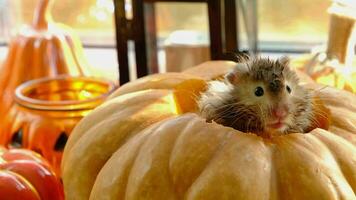 Funny shaggy fluffy hamster sits inside a pumpkin in the cut-out round hole and chews pumpkin in a Halloween decor among garlands, lanterns, candles. Harvest Festival video