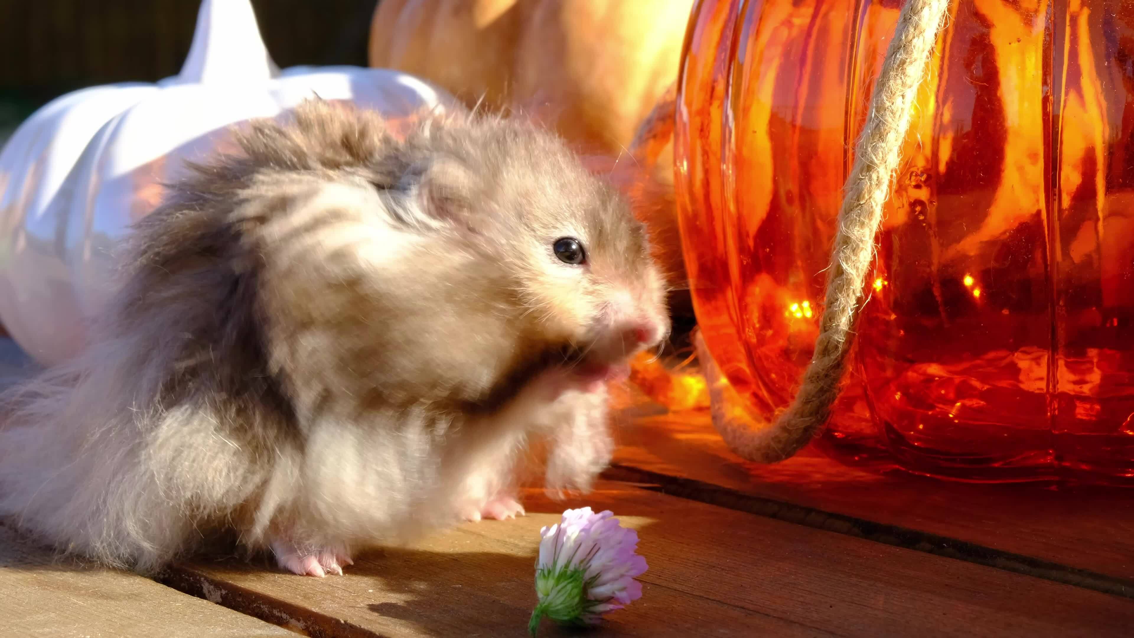 Funny shaggy fluffy hamster running around the table among pumpkins in