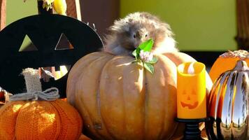 A funny shaggy fluffy hamster sits on a pumpkin and chews a leaf in a Halloween decor among garlands, lanterns, candles. Harvest Festival video