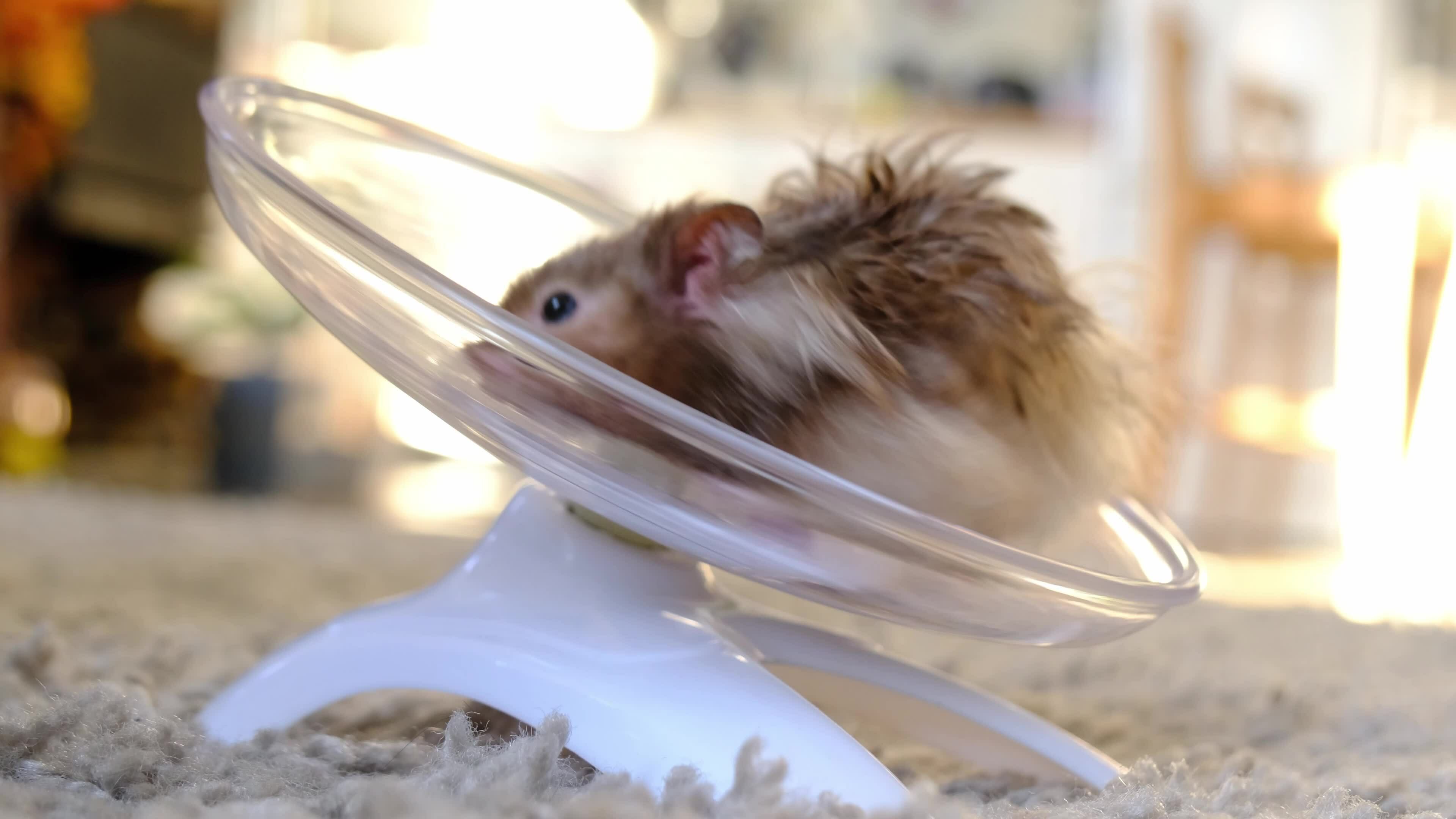 Funny fluffy Syrian hamster running around in a spinning wheel