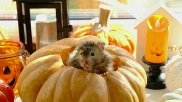 Funny shaggy fluffy hamster sits inside a pumpkin in the cut-out round hole and chews pumpkin in a Halloween decor among garlands, lanterns, candles. Harvest Festival video
