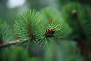 Closeup photo pine branch with green needles. Generate ai