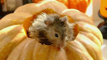 Funny shaggy fluffy hamster sits inside a pumpkin in the cut-out round hole and chews pumpkin in a Halloween decor among garlands, lanterns, candles. Harvest Festival video